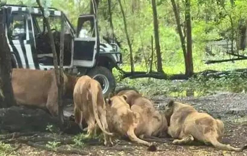 VIDEO: Cuidador de safari muere devorado por cinco enormes leonas