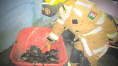 VALIENTES: Bomberos se juegan la vida en un incendio y rescatan a 8 tortugas