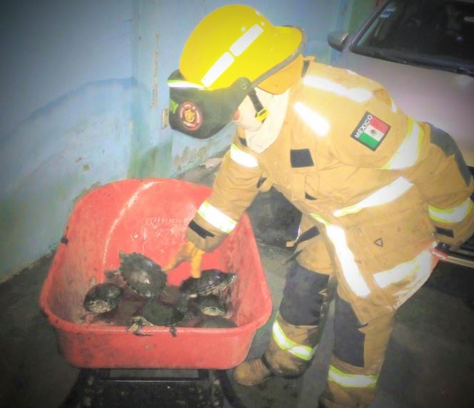 VALIENTES: Bomberos se juegan la vida en un incendio y rescatan a 8 tortugas