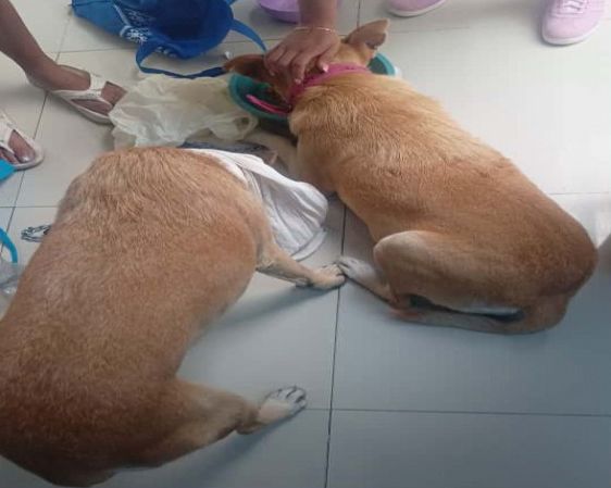 INHUMANO: Rescatan a ‘lomitos’ maltratados; a uno lo atacaron con un machete
