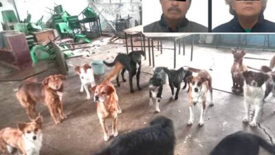 PESADILLA. Directora de primaria y conserje metieron a 13 perros a la escuela; los animales mataron a una señora