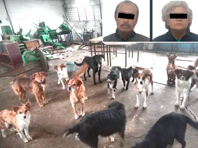PESADILLA. Directora de primaria y conserje metieron a 13 perros a la escuela; los animales mataron a una señora