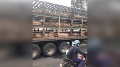 VIDEO: Terrible final; joven muere arrollado por un tráiler cargado con marranos