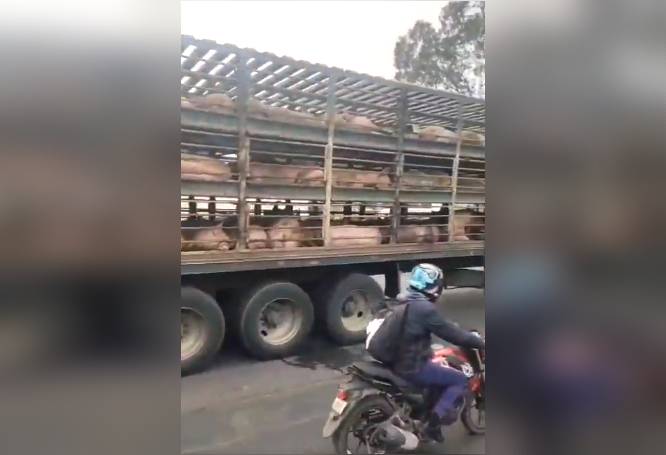 VIDEO: Terrible final; joven muere arrollado por un tráiler cargado con marranos