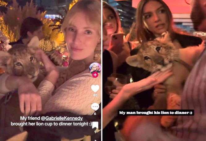 VIDEOS: Extranjeros arman fiesta en zona exclusiva y se divierten con un cachorro de león