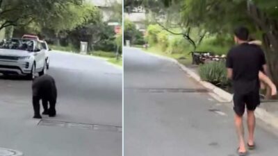 VIRAL: ‘Quería un autógrafo’; futbolista de Tigres y su bebé viven encuentro con un oso
