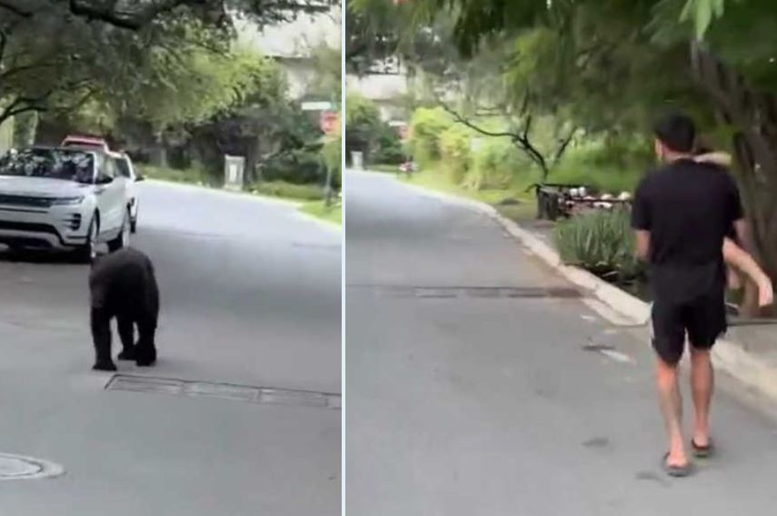 VIRAL: ‘Quería un autógrafo’; futbolista de Tigres y su bebé viven encuentro con un oso