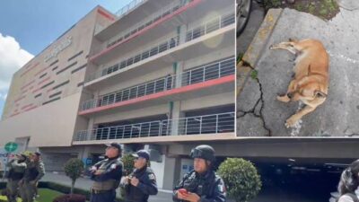 VIDEO: ‘Canelita’ se refugiaba de la lluvia, guardias de la plaza la acorralaron y cayó del tercer piso