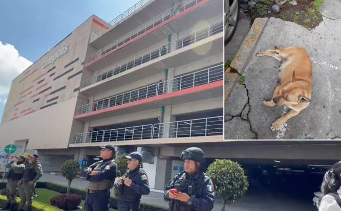 VIDEO: ‘Canelita’ se refugiaba de la lluvia, guardias de la plaza la acorralaron y cayó del tercer piso