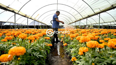 HISTORIAS. Don Emiliano y Erwin, dos épocas unidas por el cultivo del cempasúchil, la ‘flor de los muertos’