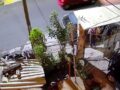 VIDEO: Pareja salva a su perrito cuando asaltantes les quitaban su auto