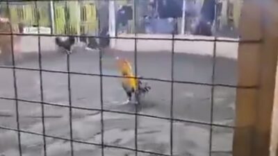 VIDEO: Jorge peleaba gallos hasta que uno lo atacó; muere desangrado en el ‘coliseo’