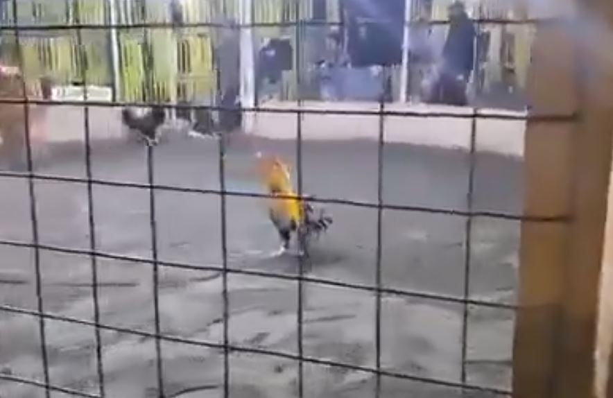 VIDEO: Jorge peleaba gallos hasta que uno lo atacó; muere desangrado en el ‘coliseo’