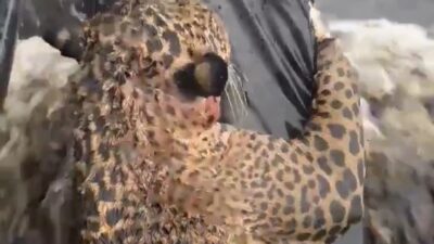 VIDEO VIRAL: Jaguar baleado por cazadores luchaba por su vida; soldados lo rescataron