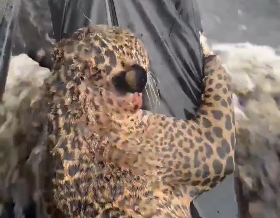 VIDEO VIRAL: Jaguar baleado por cazadores luchaba por su vida; soldados lo rescataron