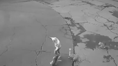 VIDEO. Conductor salva de morir a mujer que era atacada por jauría de perros callejeros
