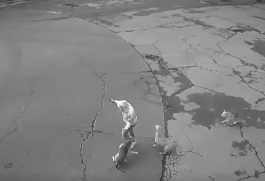 VIDEO. Conductor salva de morir a mujer que era atacada por jauría de perros callejeros