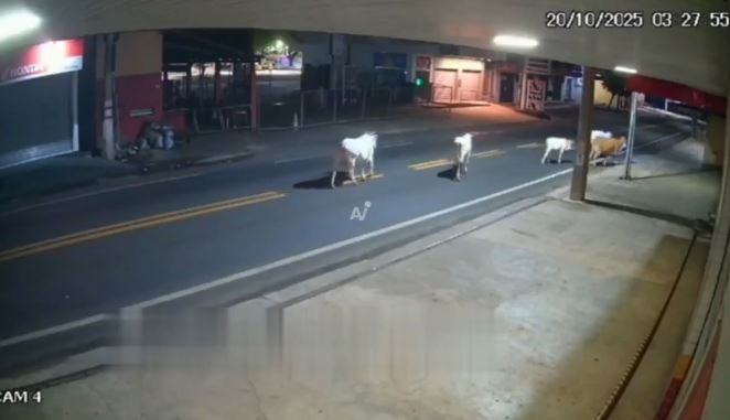 VIDEO: Motociclista a toda velocidad se mata contra una vaca; era futbolista