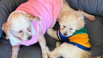 EXCELENTE: Dan de alta a ‘Cereza’ y ‘Cerecito’, las otras víctimas de La Concordia