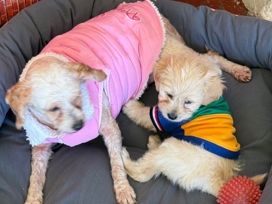 EXCELENTE: Dan de alta a ‘Cereza’ y ‘Cerecito’, las otras víctimas de La Concordia