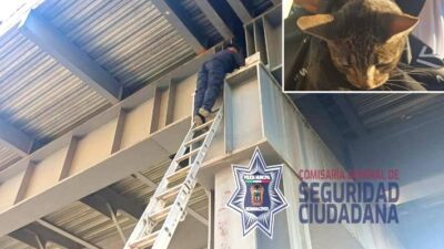 HÉROES: Gatito queda atrapado en un puente vehicular y así lo rescataron