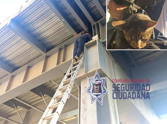 HÉROES: Gatito queda atrapado en un puente vehicular y así lo rescataron