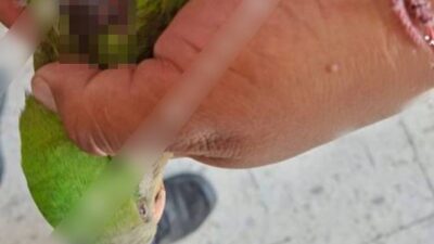 CRIMINAL: Sujeto armado con un rifle disparaba contra loritos en un parque