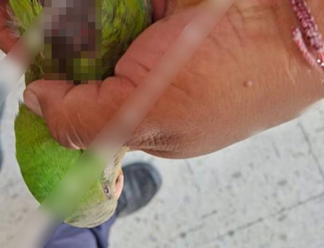 CRIMINAL: Sujeto armado con un rifle disparaba contra loritos en un parque