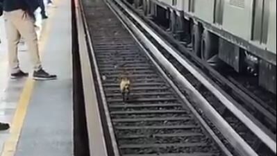 VIDEO: Perrito recorre 20 estaciones del Metro hasta que lograron rescatarlo