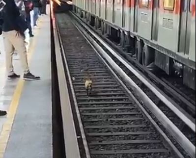 VIDEO: Perrito recorre 20 estaciones del Metro hasta que lograron rescatarlo