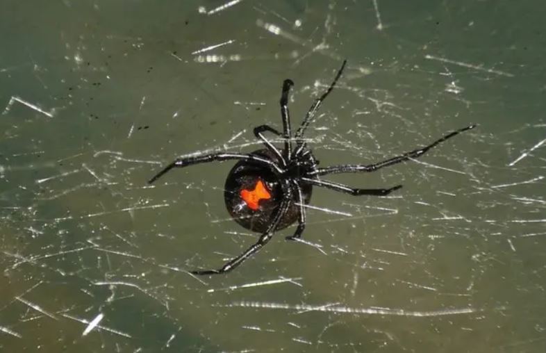 ALERTA: Madre de familia muere mordida por una araña ‘viuda negra’