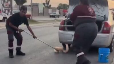 VIDEO: Pitón de dos metros viajaba gratis en la cajuela de un auto