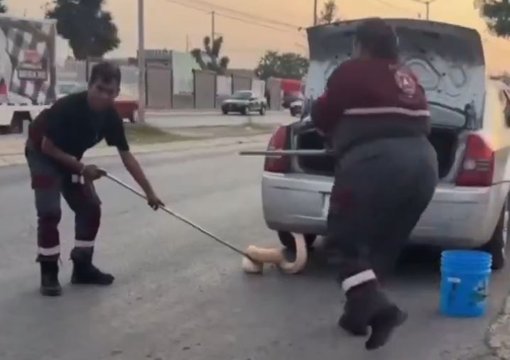 VIDEO: Pitón de dos metros viajaba gratis en la cajuela de un auto