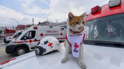 TRISTEZA: Muere ‘Cruzberto’, el gatito adoptado que se convirtió en voluntario de la Cruz Roja