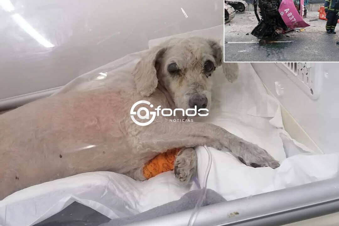 DRAMA. ‘Chicharrón’ iba en el taxi donde murió un sujeto presuntamente drogado; ahora necesita ayuda para sobrevivir