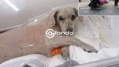 DRAMA. ‘Chicharrón’ iba en el taxi donde murió un sujeto presuntamente drogado; ahora necesita ayuda para sobrevivir