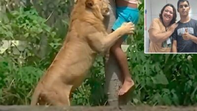 VIDEO: Adolescente con esquizofrenia brinca a la jaula de la leona y encontró la muerte