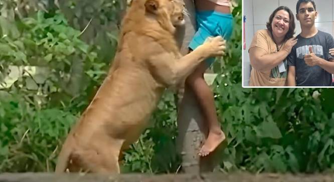 VIDEO: Adolescente con esquizofrenia brinca a la jaula de la leona y encontró la muerte