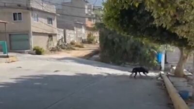 TERROR: Vecinos salen de casa y encuentran un cuerpo en llamas