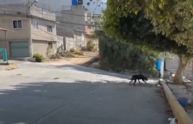 TERROR: Vecinos salen de casa y encuentran un cuerpo en llamas