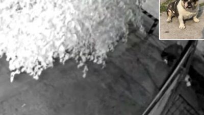 VIDEO. Tierra sin ley; par de ladrones se llevan una perrita American Bully de su casa