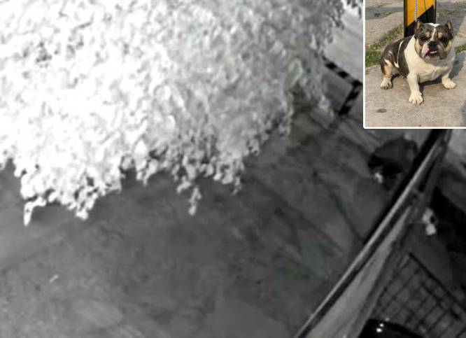 VIDEO. Tierra sin ley; par de ladrones se llevan una perrita American Bully de su casa