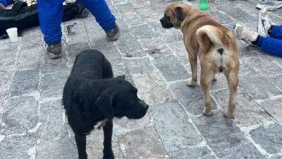 INHUMANO: Peregrinos abandonan a su suerte a perritos que los acompañaron
