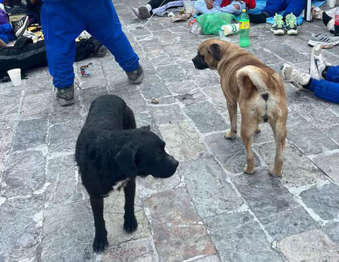 INHUMANO: Peregrinos abandonan a su suerte a perritos que los acompañaron