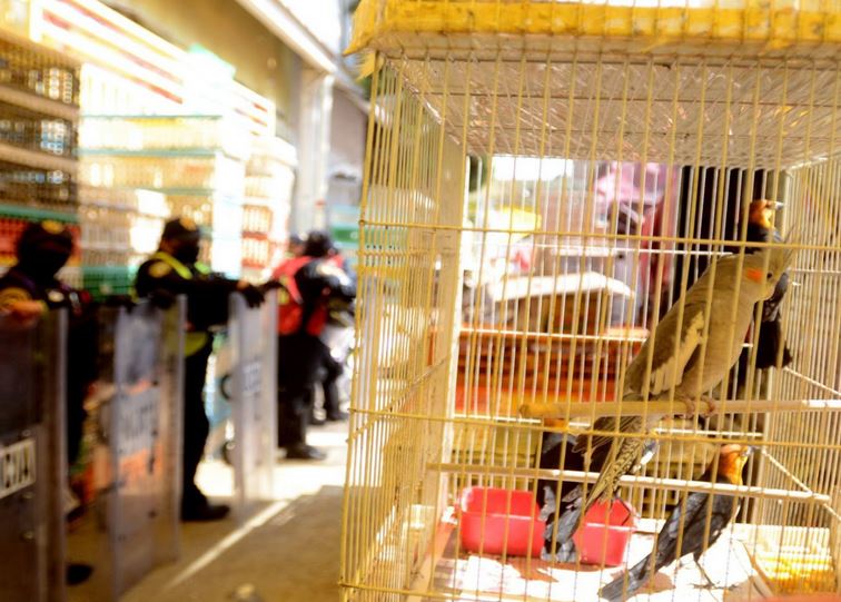 ES LEY: Terminó la pesadilla; prohíben la venta de animales vivos en el Mercado de Sonora