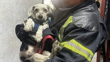 TRISTEZA: Pierde la batalla; muere ‘Chicharrón’, el perrito que sobrevivió a la volcadura del taxi en Navidad